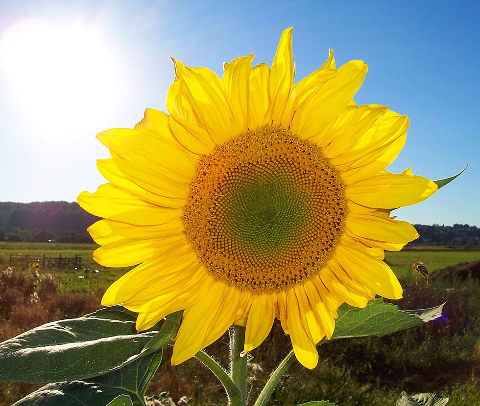 Sonnenblumenfeld BGVN Sonnenblumenfeld BGVN